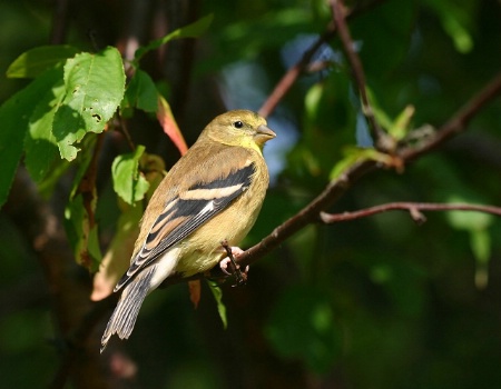 Female Goldfinch