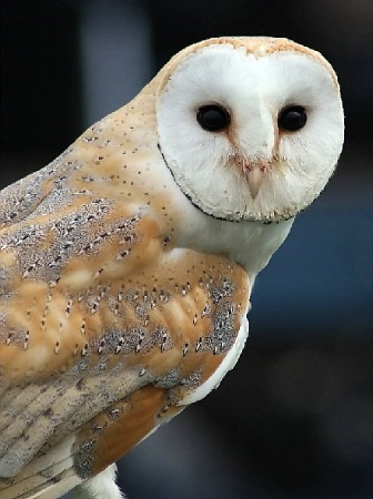 Barn Owl