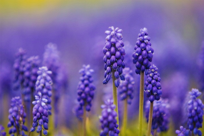 Grape Hyacinths Patch