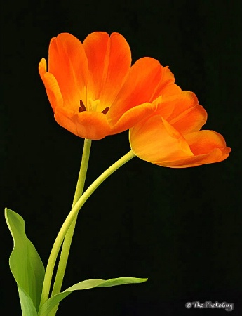 Tulip Tango