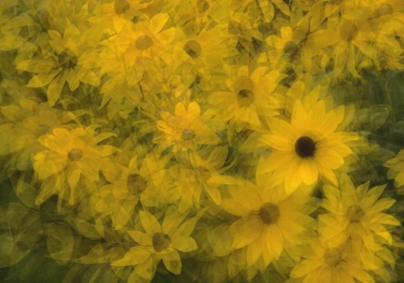 Susans