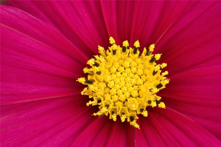 Cosmos Macro