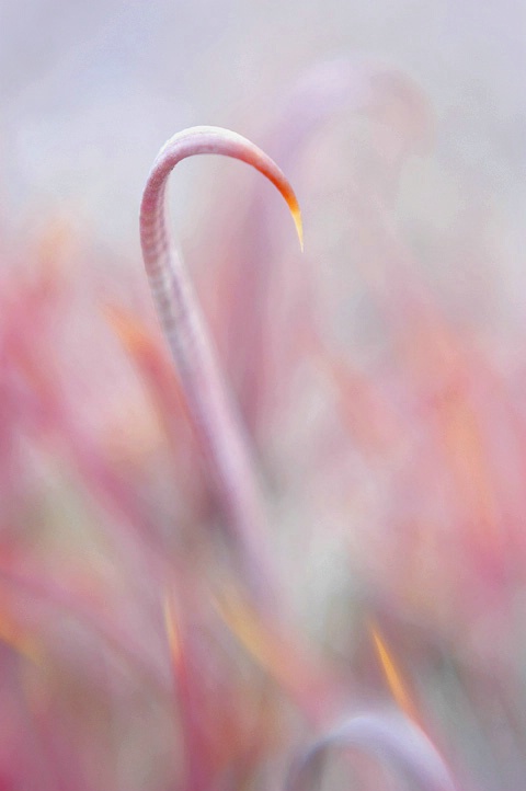 fish hook cactus