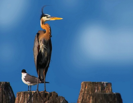 Blue Heron Windy Day