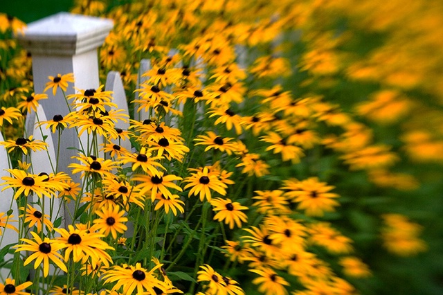 Black-Eyed Susans