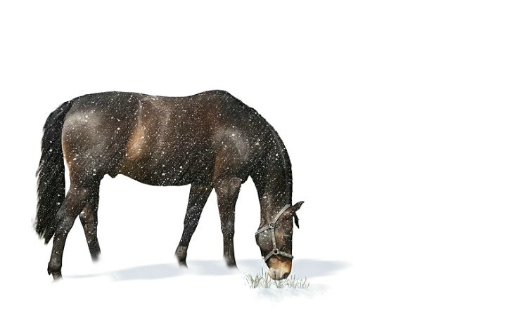 Winter Grazing