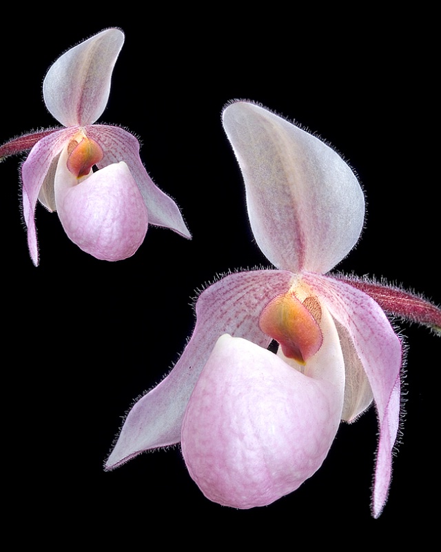 Paphiopedilum Orchid Hybrid