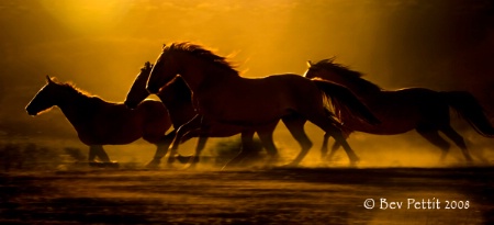 Running Mustangs