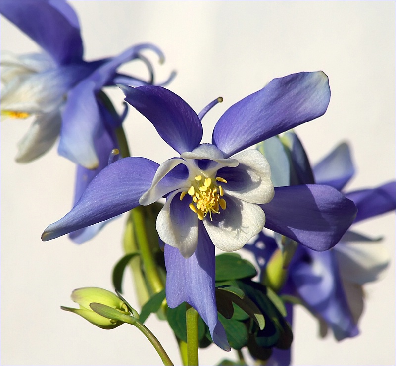 Delicate Columbine