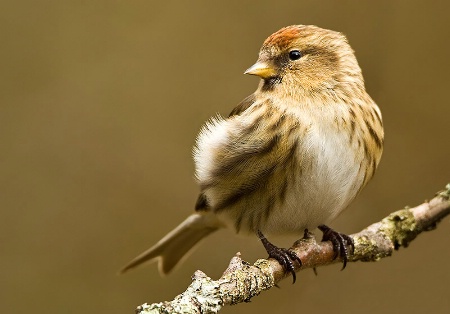 Lesser Redpoll