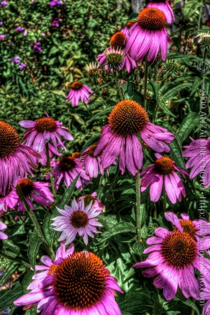 Cone Flowers