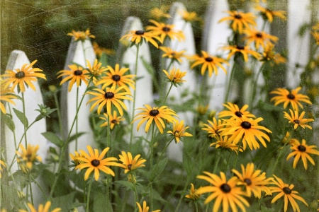 Black-Eyed Susans