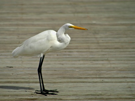 Boardwalk Beauty