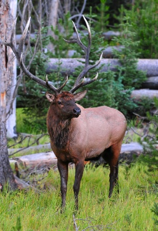 Elk in Yellowstone NP