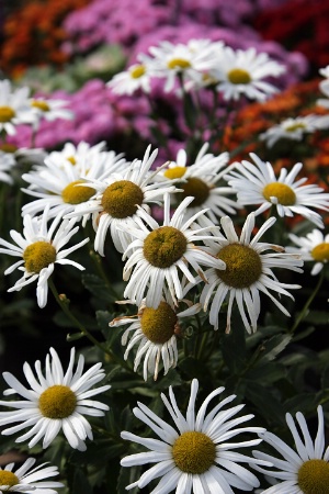 Flea Market Flowers