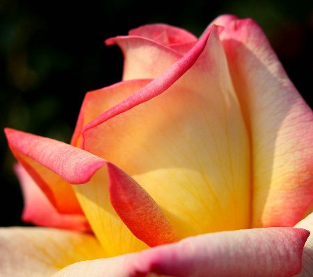 Rose, folding softly, color into color