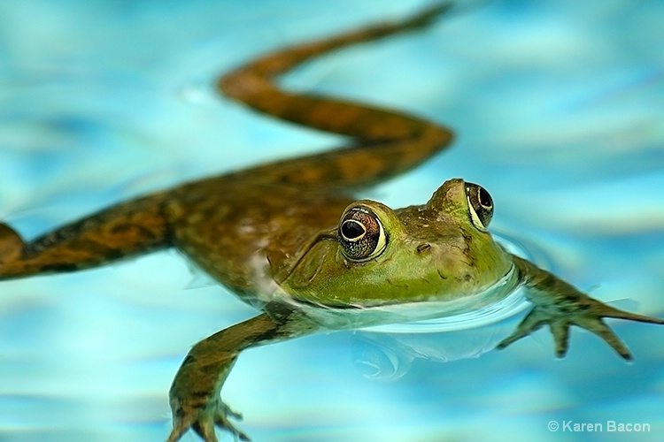 swimming with bob