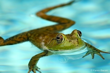 swimming with bob