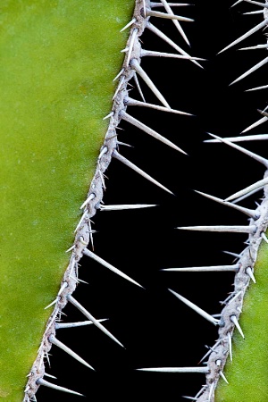 Mexican Fencepost Cactus