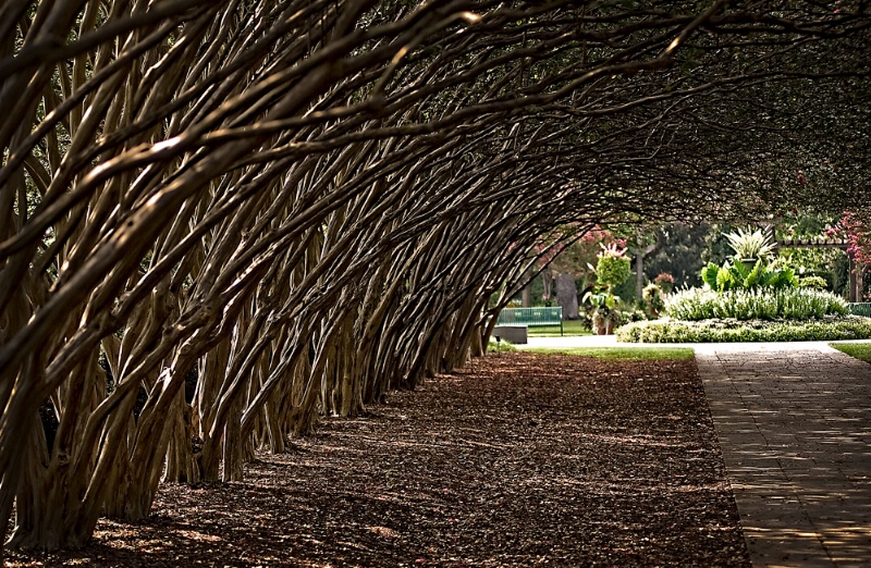 Seeing the Garden For the Trees