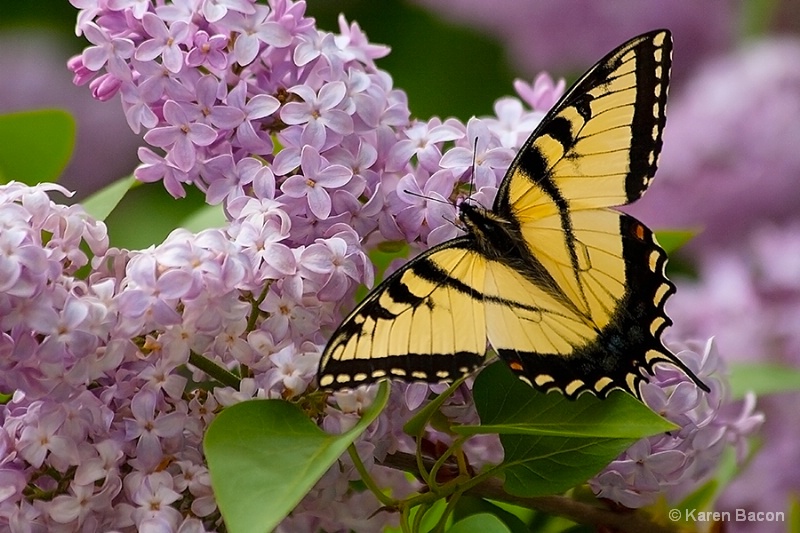 lilacs and friend