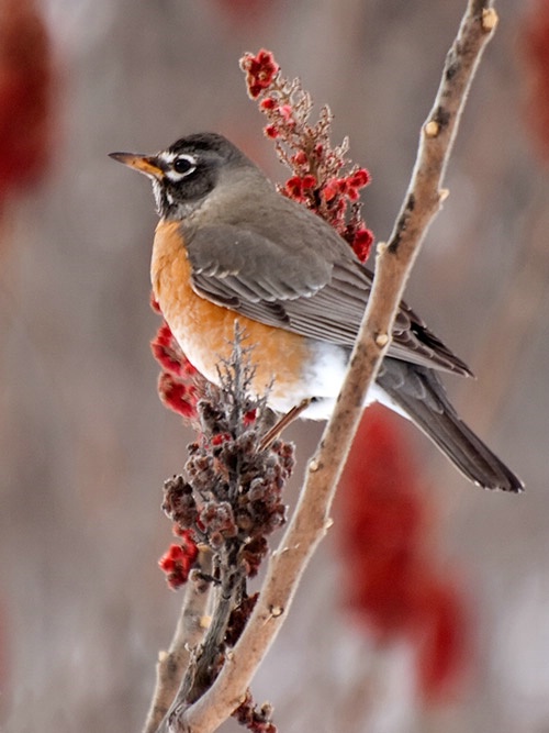 A Pretty Perch