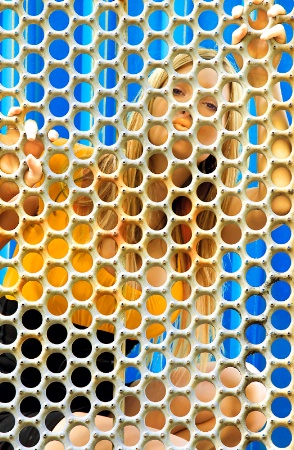 Honey comb & the queen bee