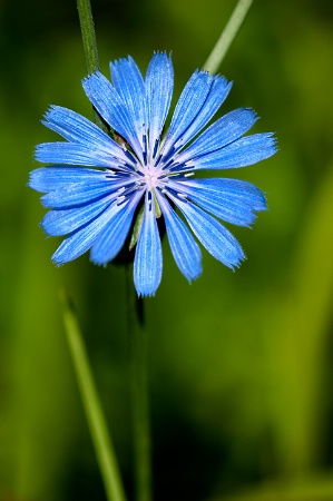 Roadside Chicory