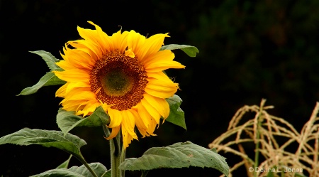 Fall Garden