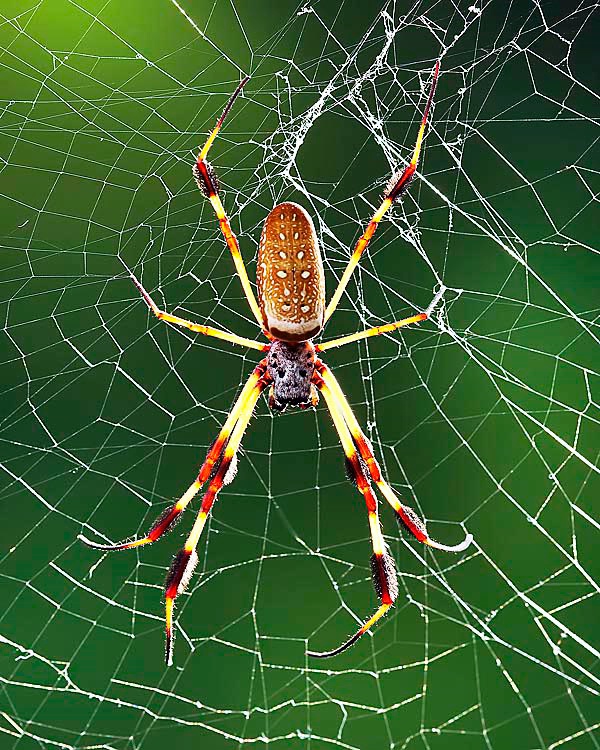 Golden Silk Orb Spider