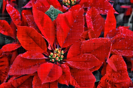 CHRISTMAS FLOWERS