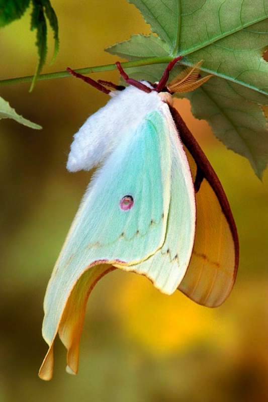 Magnificent Moon Moth