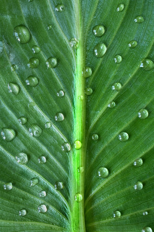 Calla leaf