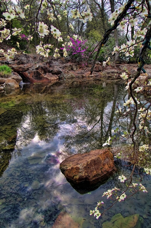 Pond Reflections