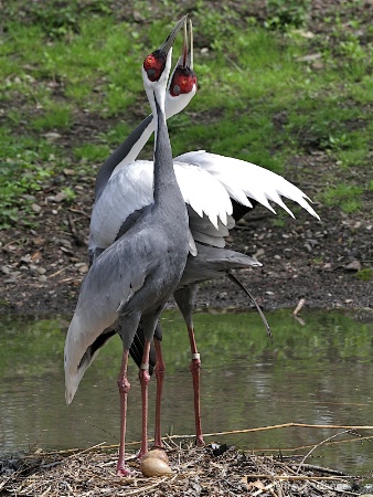 "White-naped Crane"