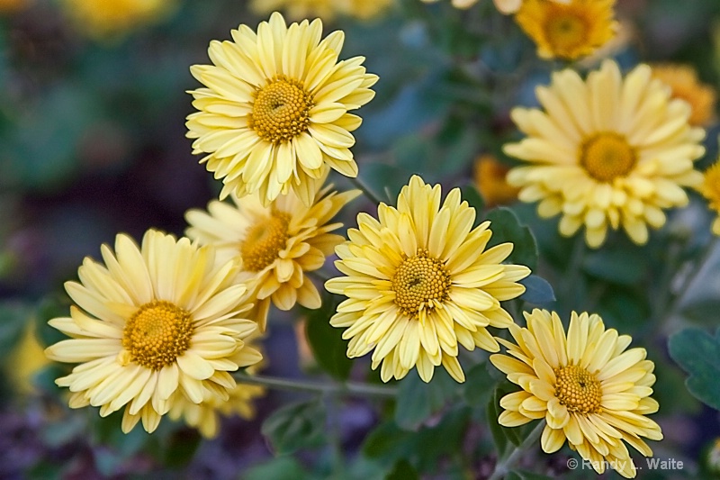 Wild Daisies