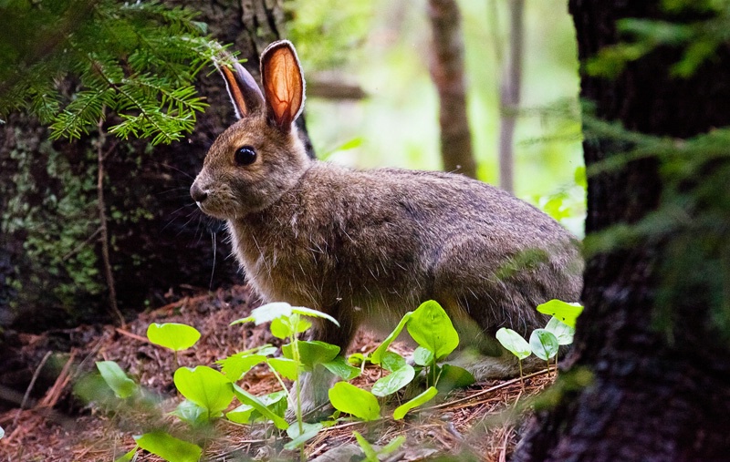 Hare in Wonderland