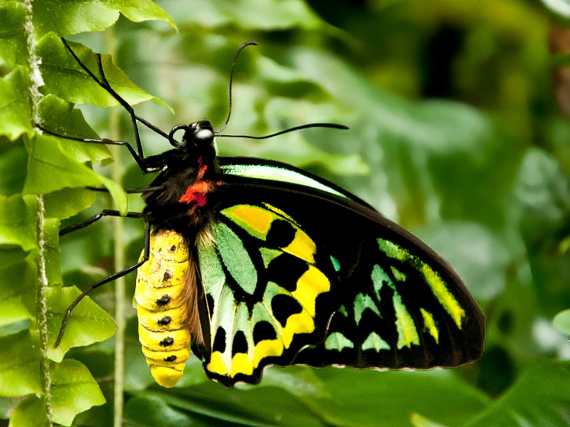 Birdwing