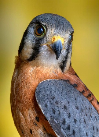 Kestrel