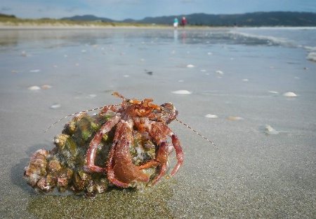 hermit crab