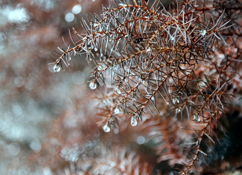 Natures ornaments..Christmas 2011.