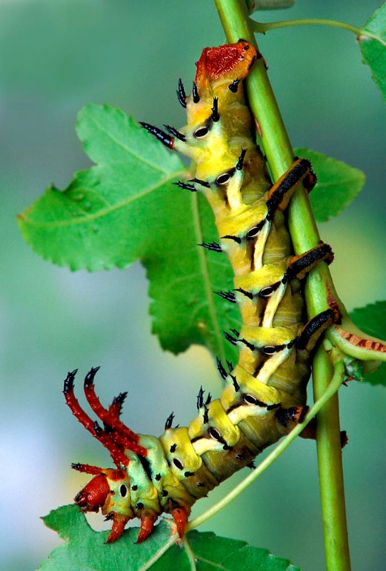 Royal Walnut Moth