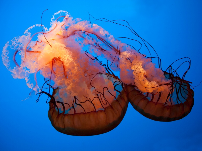 Jellies