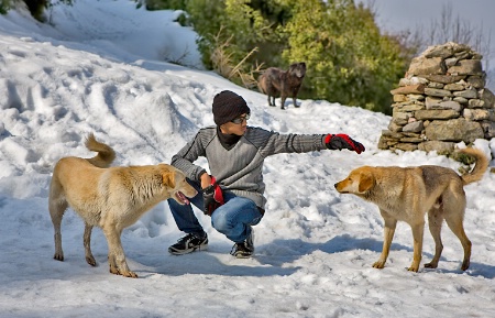 Dog Training