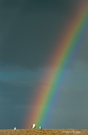 Rainbow & Seagulls - Clearing Storm