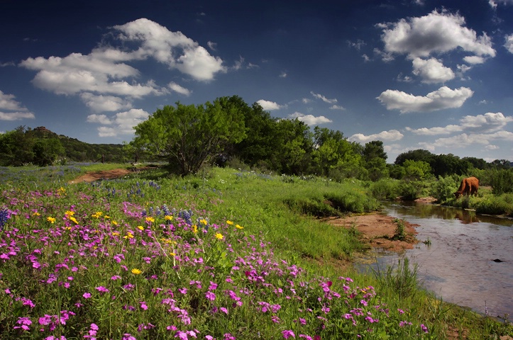 Wildflower Springs