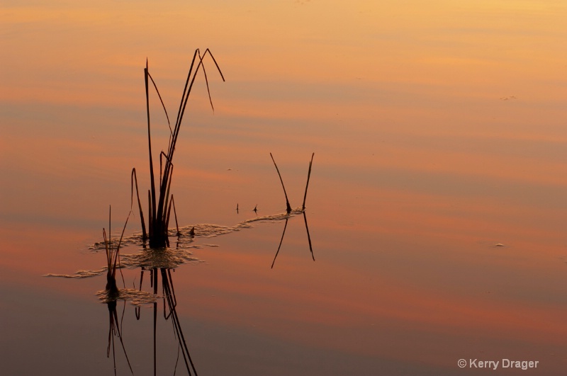 Pond Reeds at Sunset 1