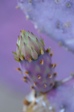 spring bud