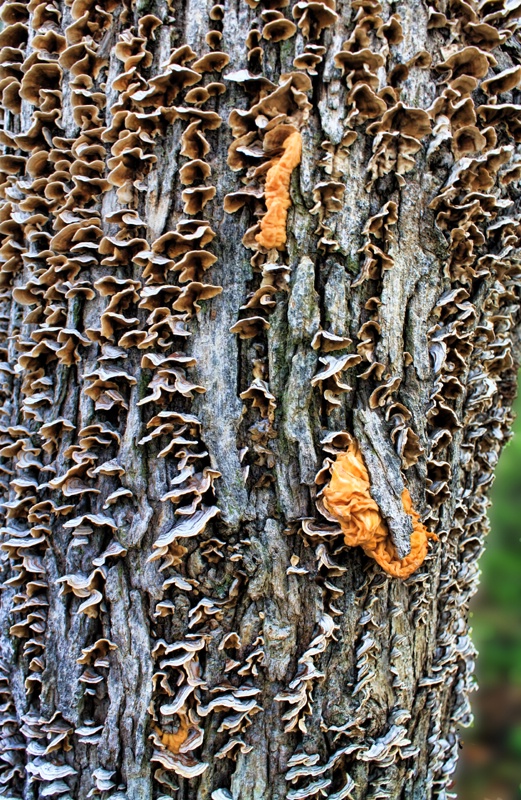 Fungus