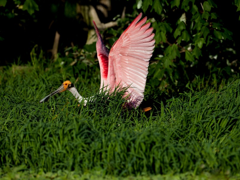 Roseate Spoonbill